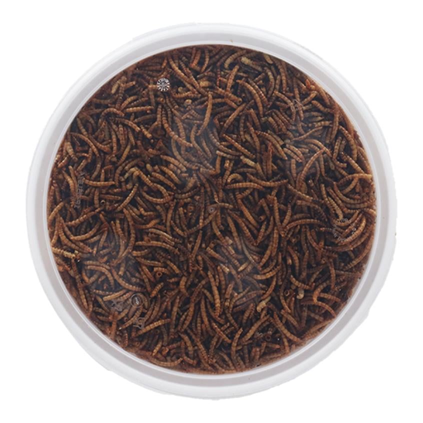 Getrocknete Mehlwürmer