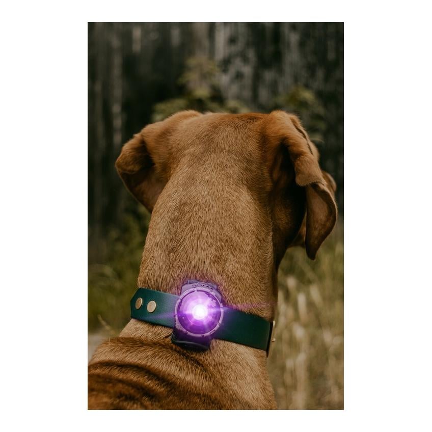 Safety Light Orbiloc Dog Dual - violett