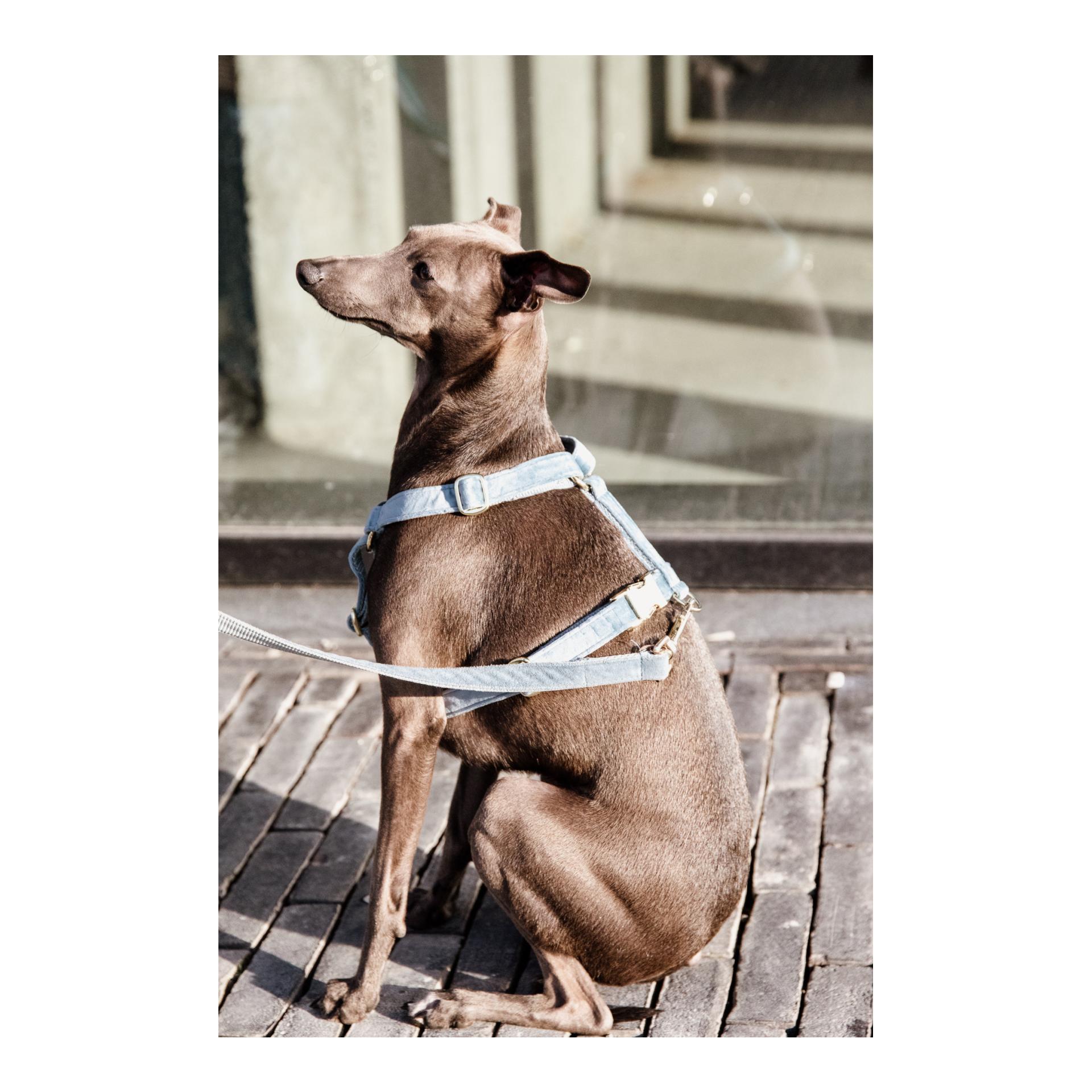 Hundegeschirr Loop Velvet - light blue