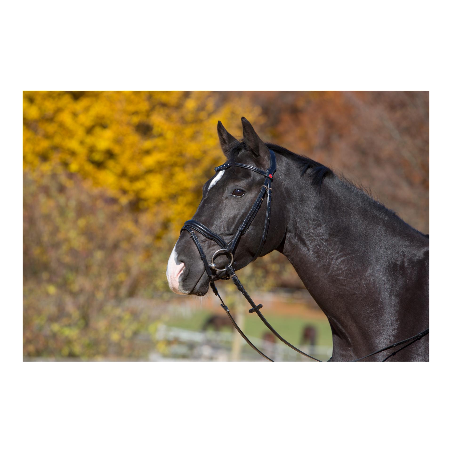 Black Friday !! Bride Melina - noir