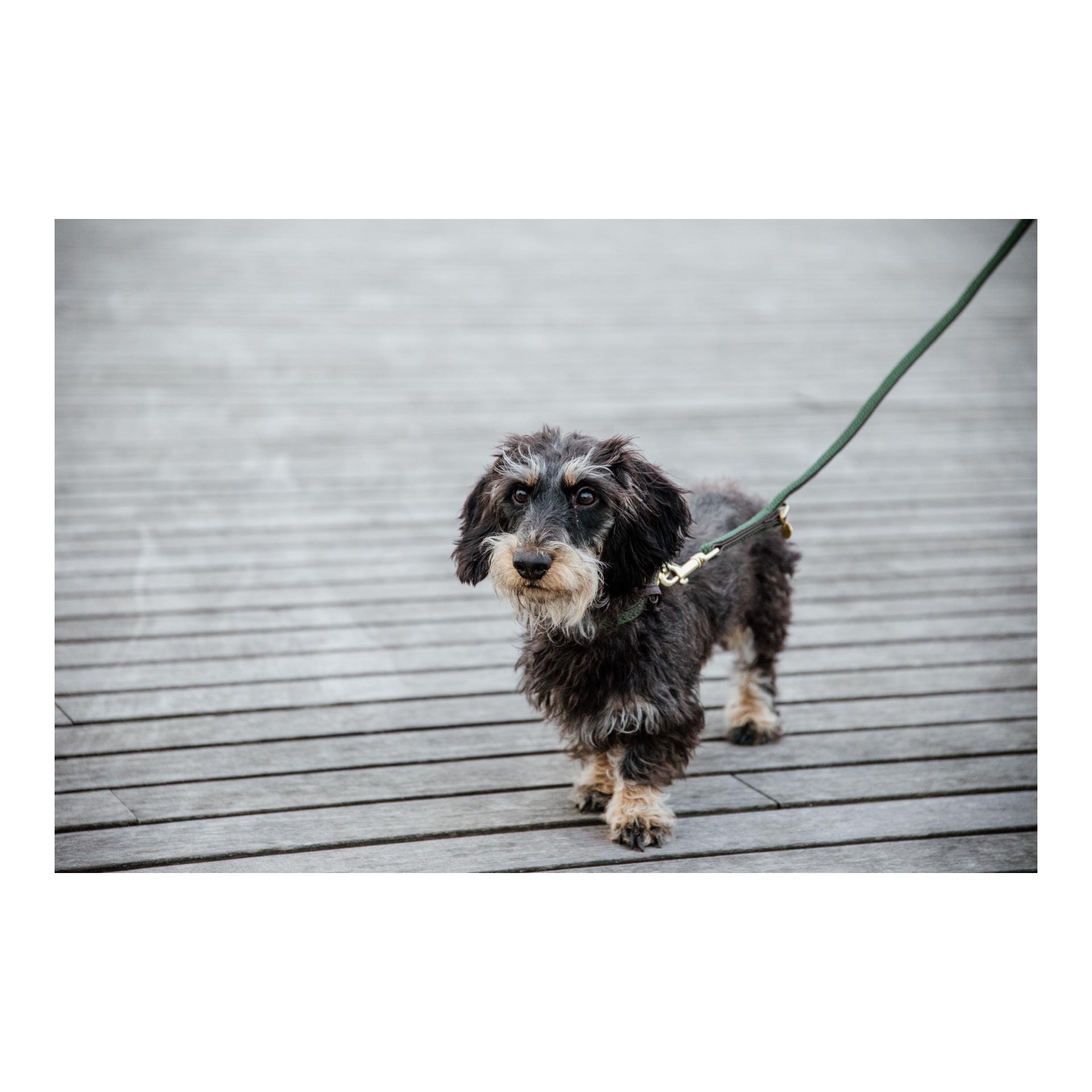 Hundehalsband Nylon geflochten - olive green