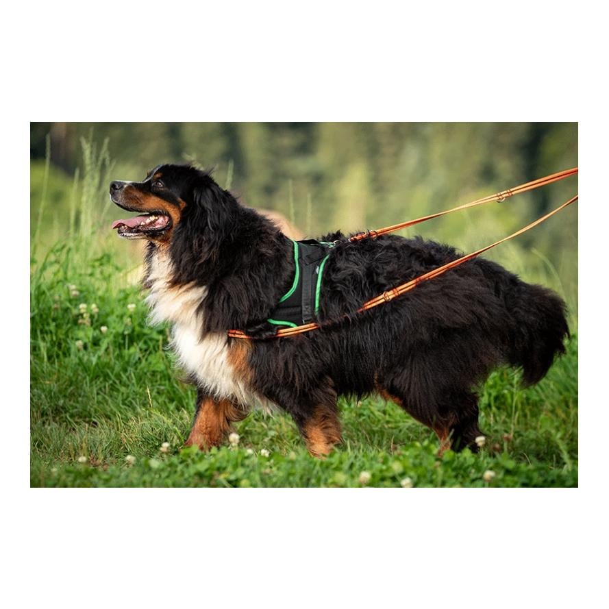 Ausbildungsgeschirr Guide