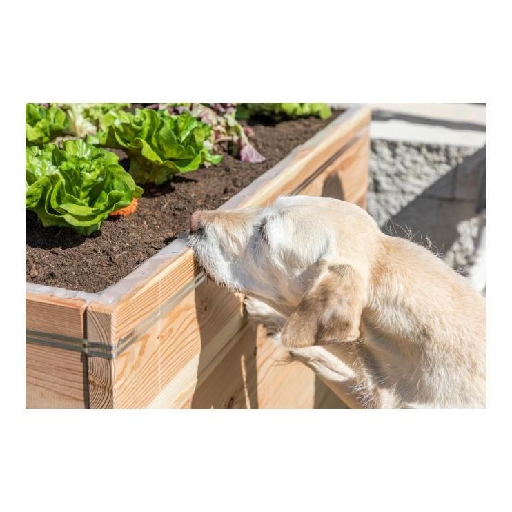 SnailStop - Elektrischer Schneckenzaun