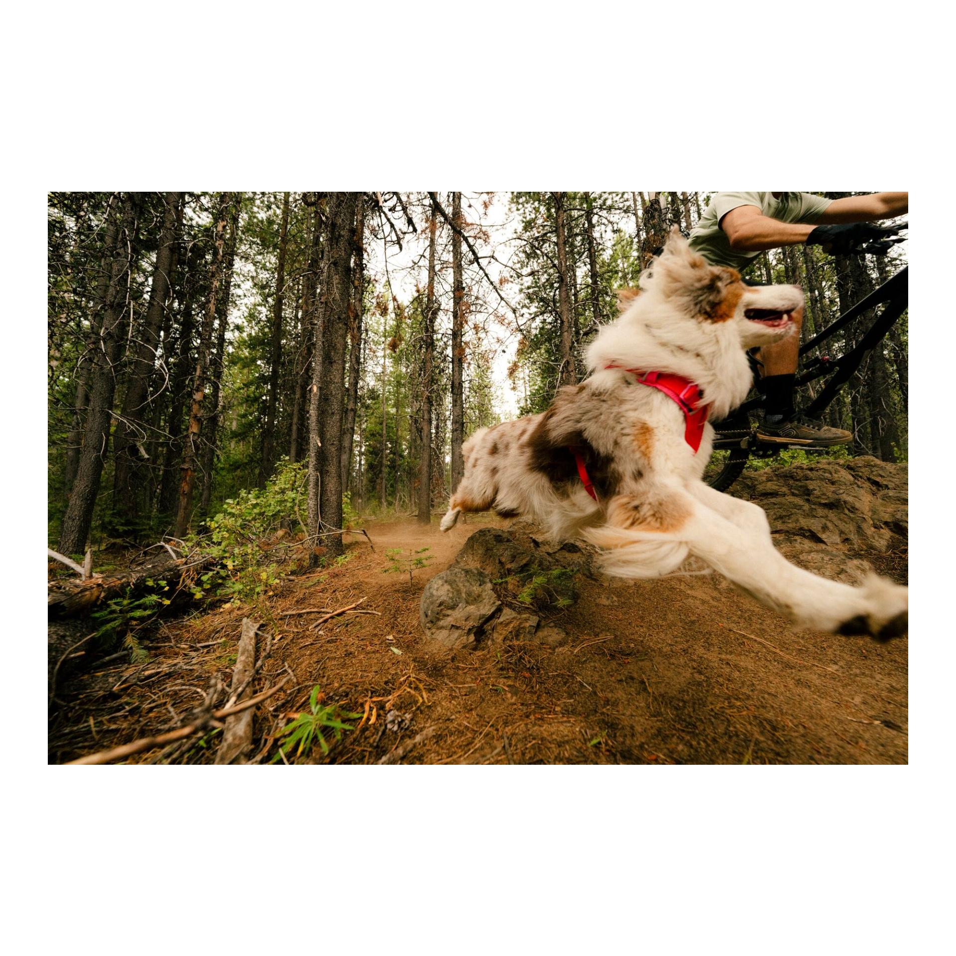 Ruffwear Front Range™ Flex Hundehalsband