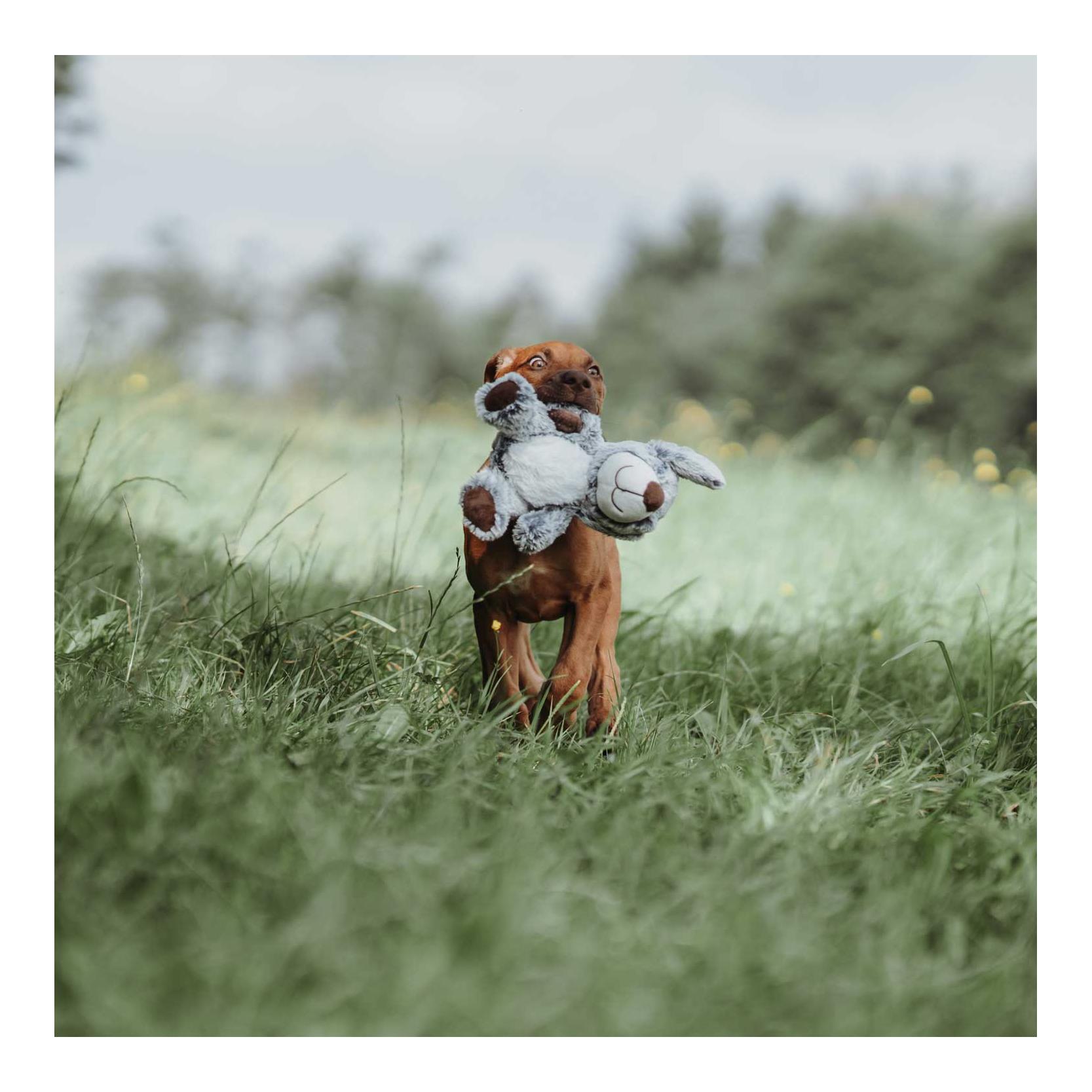 Hundespielzeug Faro - Hund