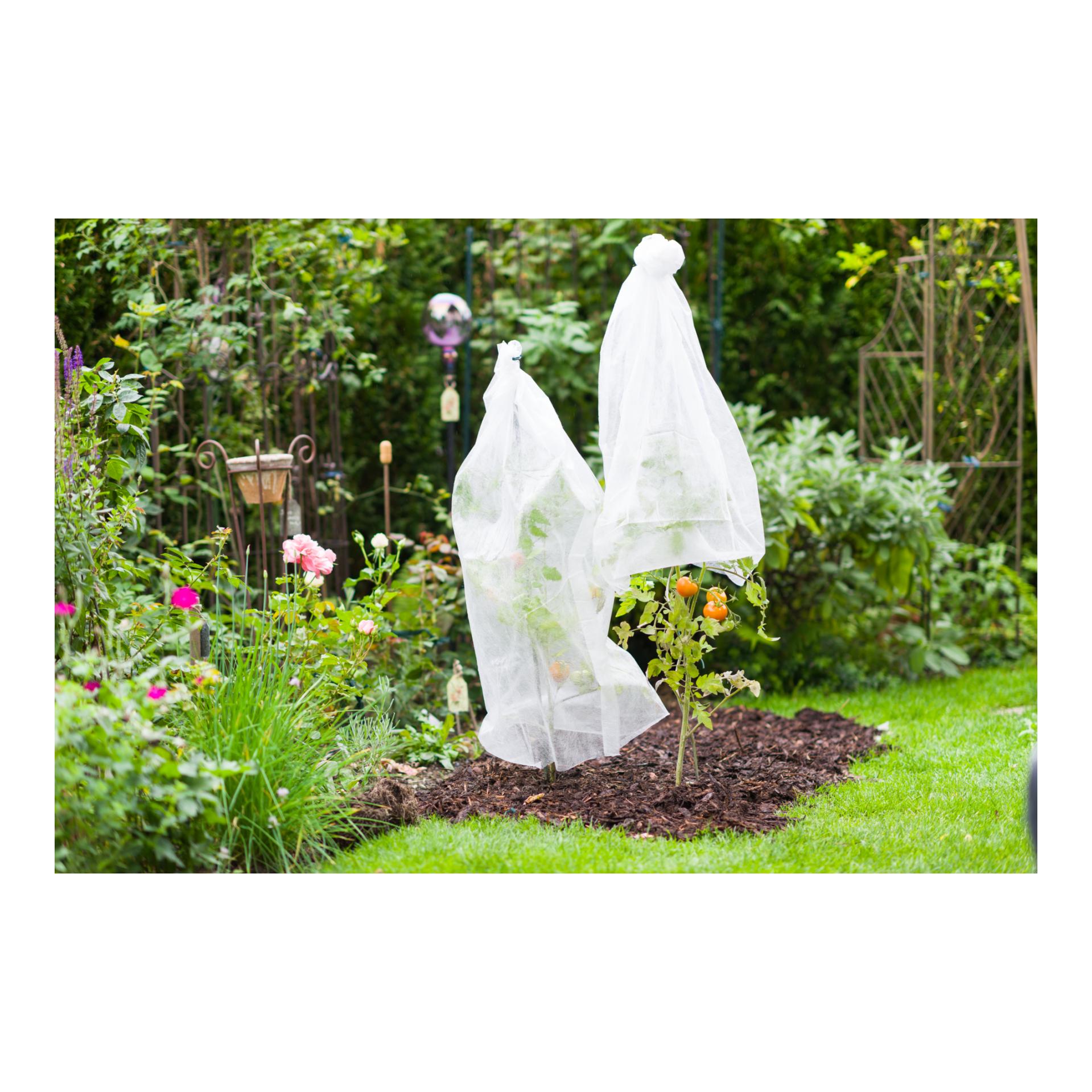 Non-tissé pour tomates classic