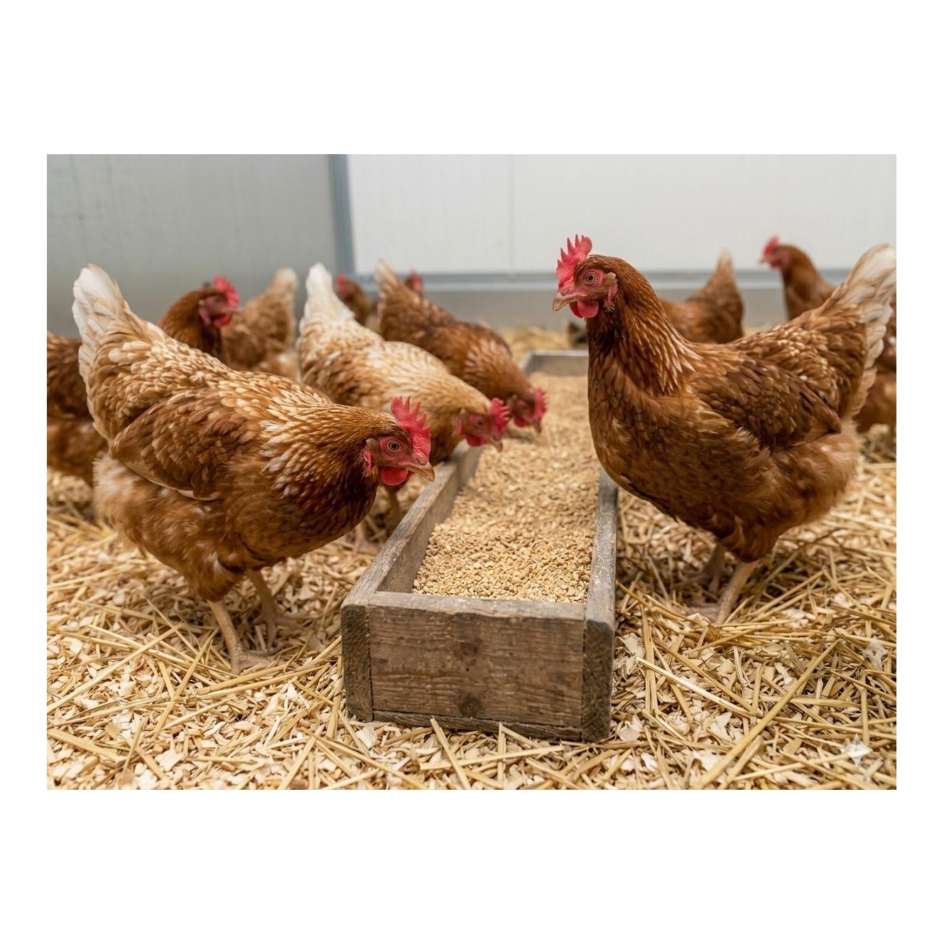 granovit Legehennenfutter zu Körner