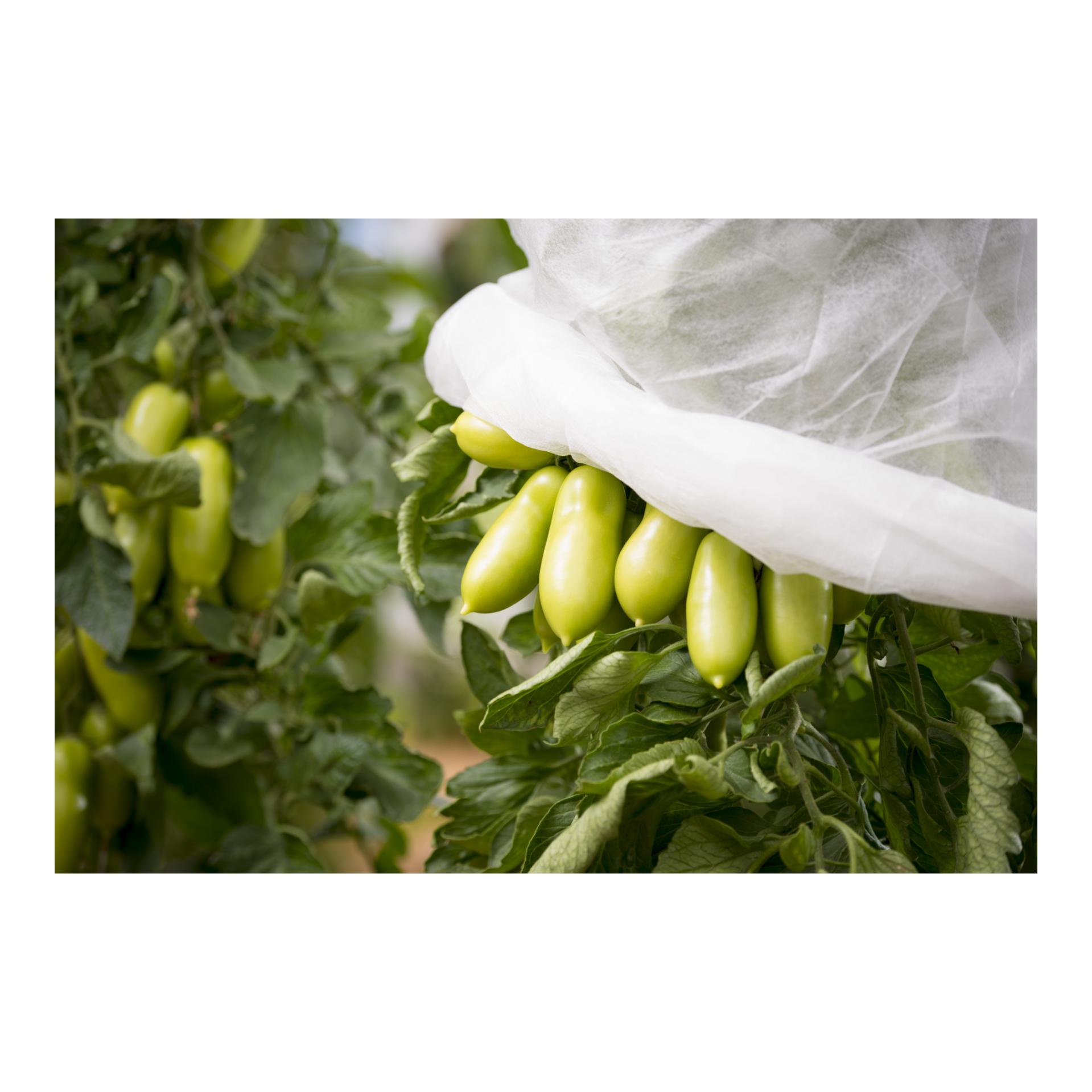 Windhager Non-tissé pour tomates classic