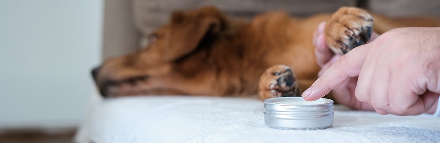 HP-Hund-Pflege-1400x456