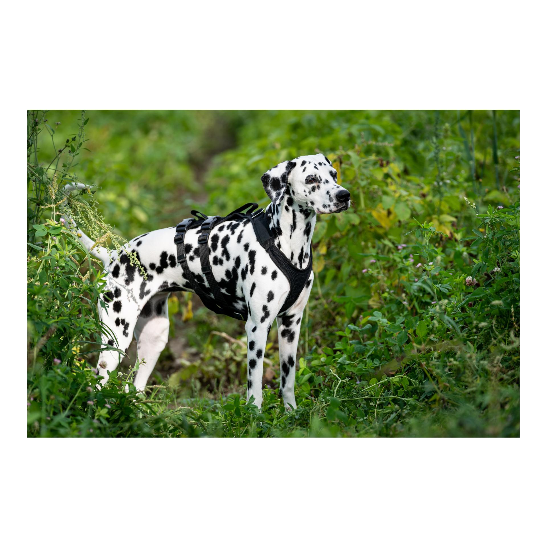 Hundegeschirr Vary Support