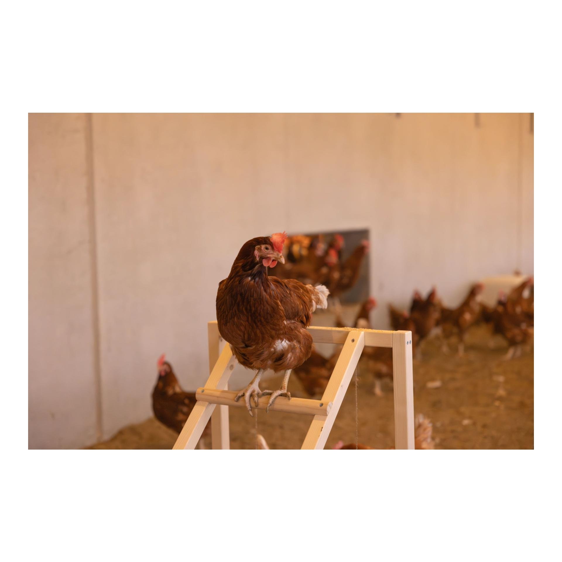 Kletterturm mit Schaukel für Hühner