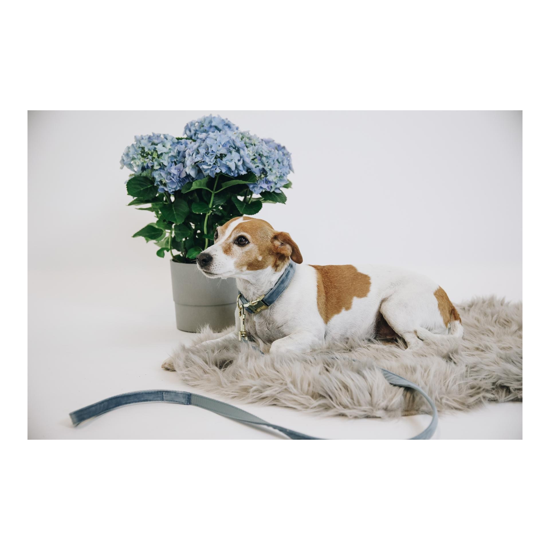 Hundeleine Velvet - light blue