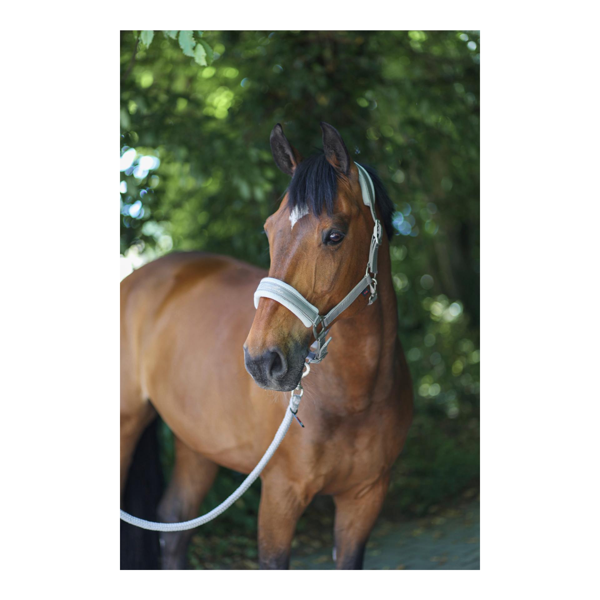 Image of Covalliero Halfter Collection 2022 - light greige bei Hauptner.ch