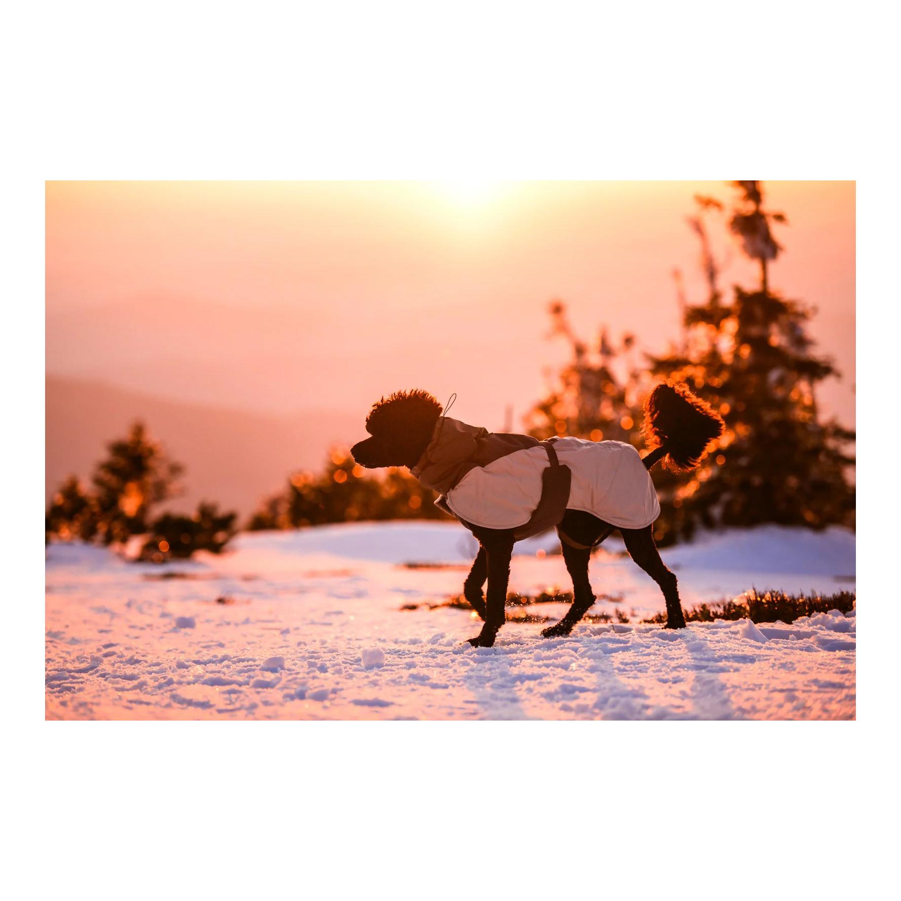 Hunde Winterjacke Glacier wool jacket 3.0