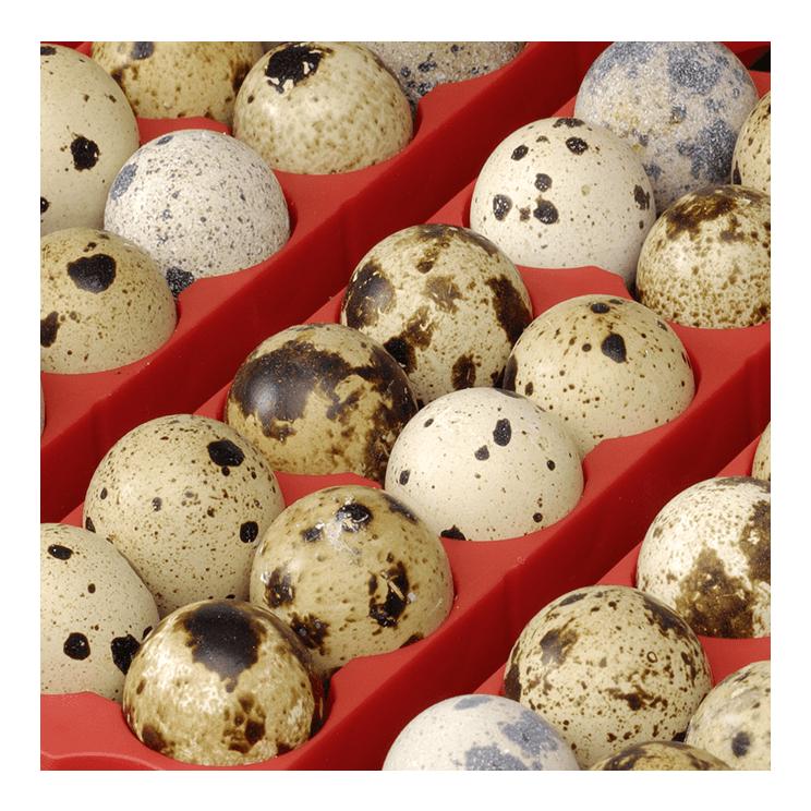 Automatische Brutmaschine für Eier ET12 Biomaster mit Eierwender