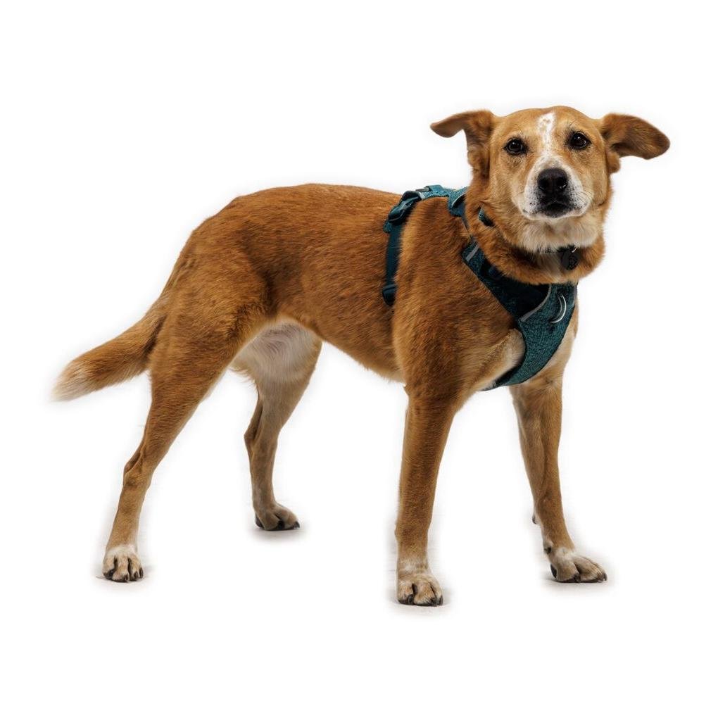 Ruffwear Front Range® Flex Hundegeschirr