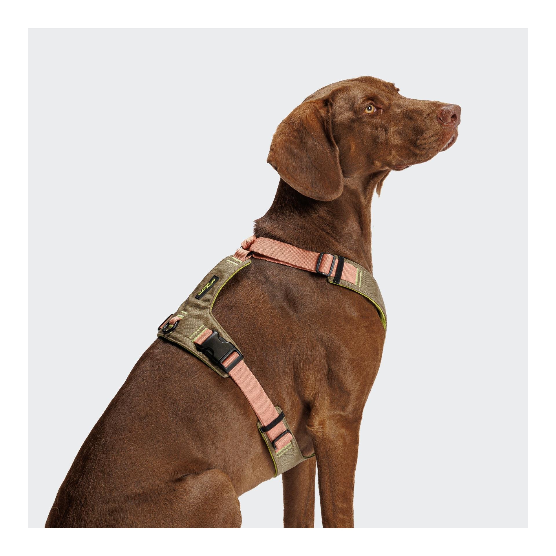 Harnais pour chien Y-2