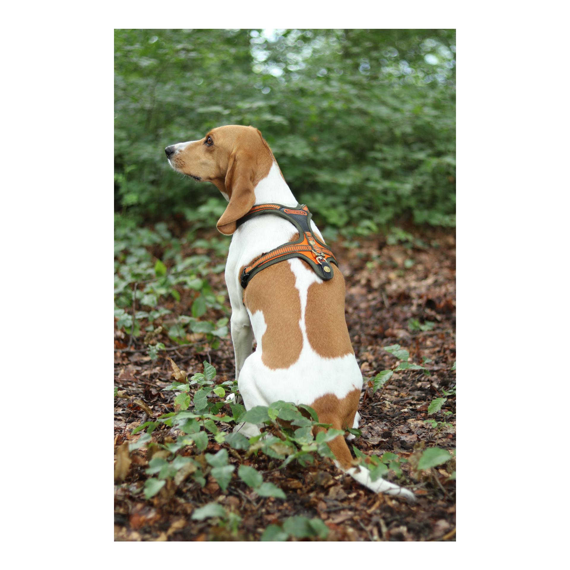 Hundeführgeschirr Follow