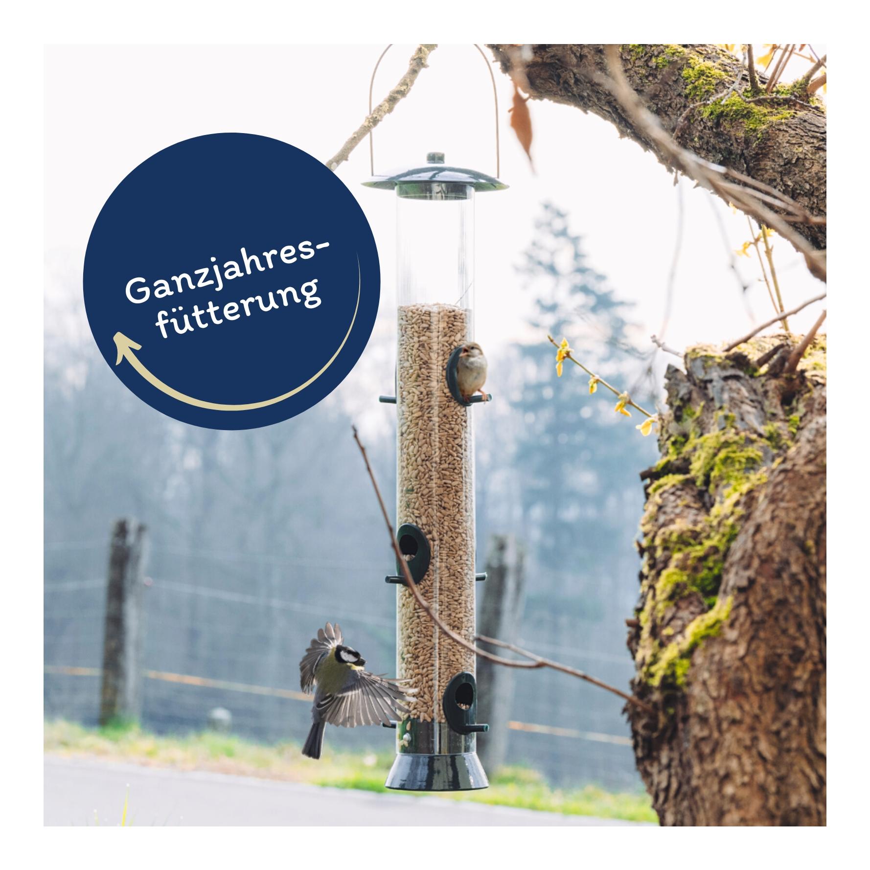 Sonnenblumenkerne geschält