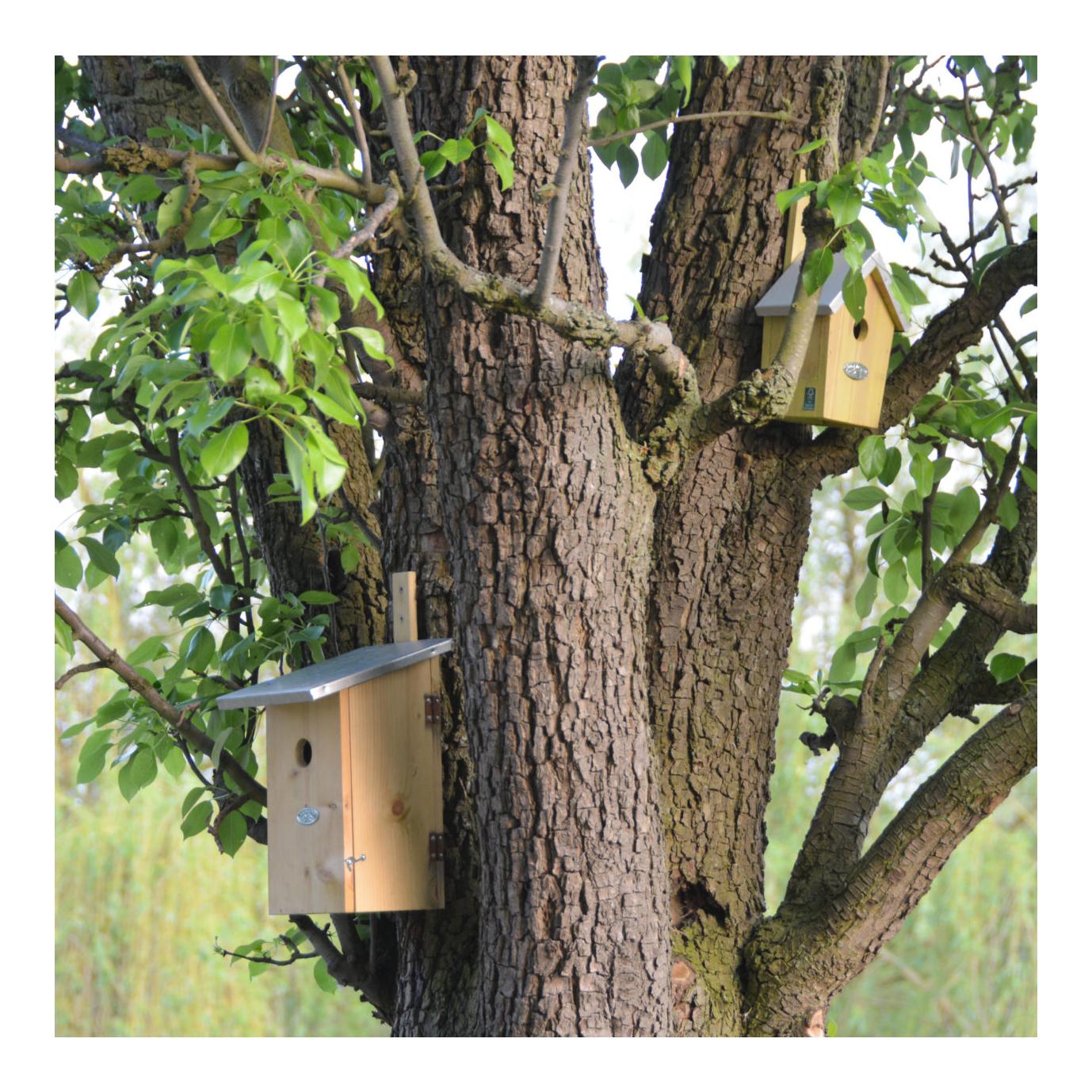 Beobachtungsnistkasten