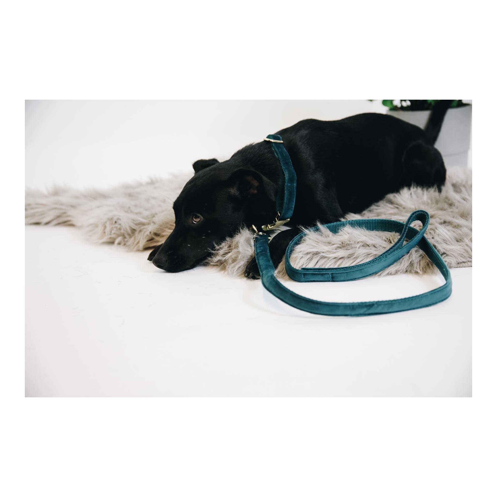 Hundeleine Velvet - emerald
