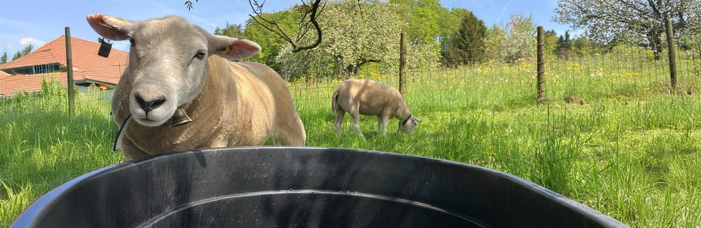 HP-Hof_stall-weidetraenke