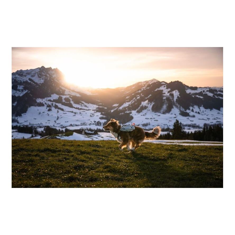 Hunderucksack Trail Light Dog Backpack