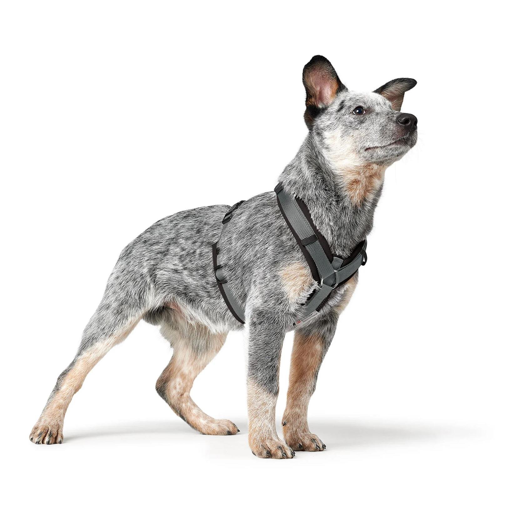 Hundegeschirr Maldon Up