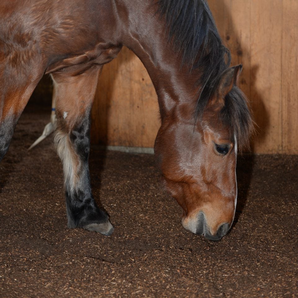 Sols forestiers bio 70L