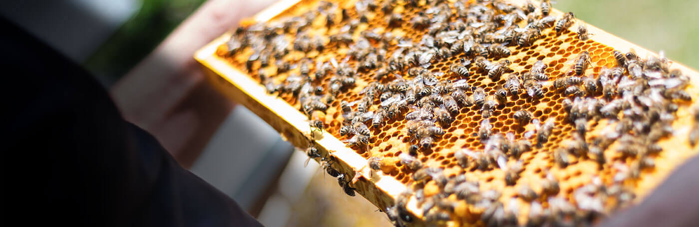 Hauptner-Weidezaun-Slider-Bienen