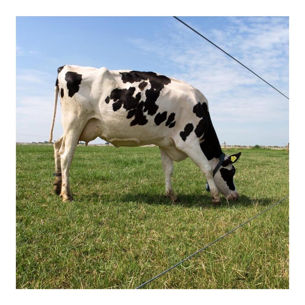 Aluminiumbeschichteter Zaundraht