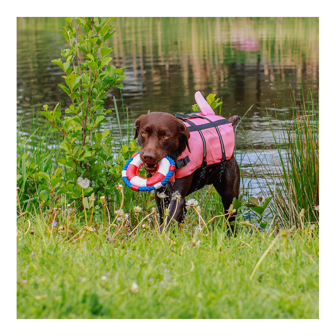 Aide à la natation pour chiens Shark