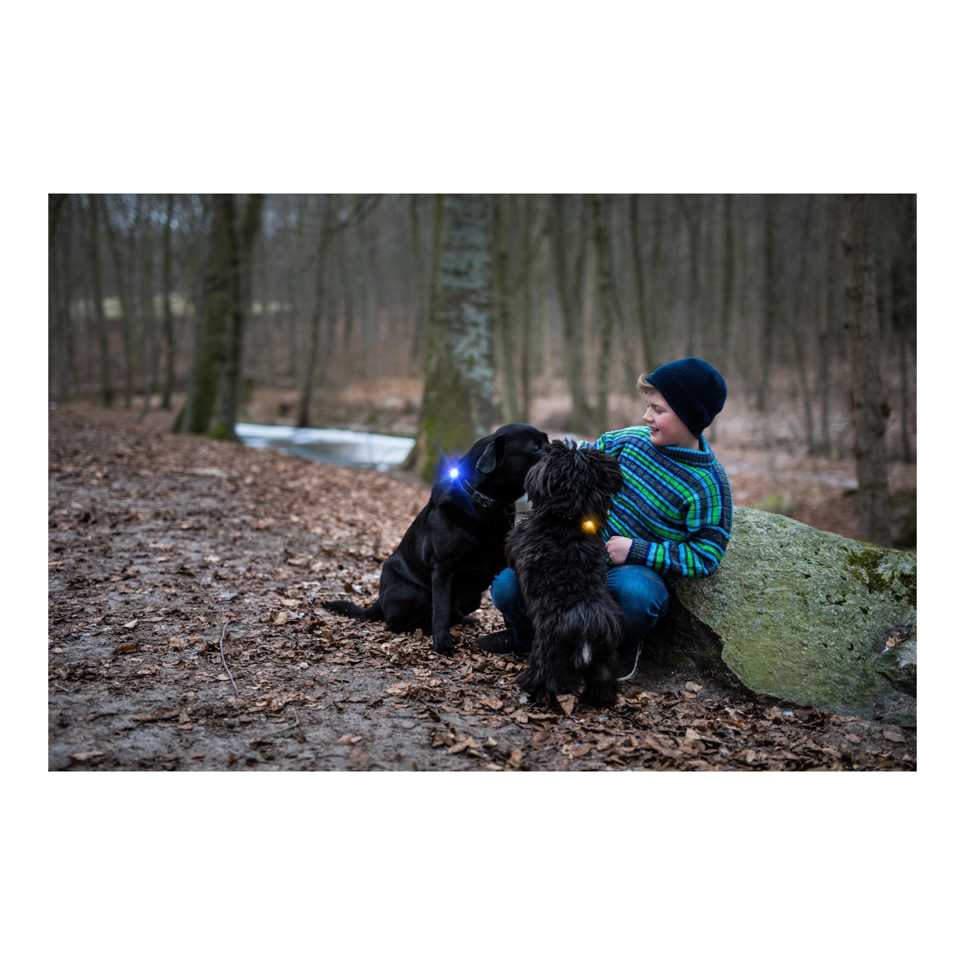 Safety Light Orbiloc Dog Dual - gelb