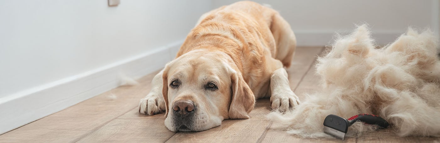 HP-Fellwechsel-1400x456