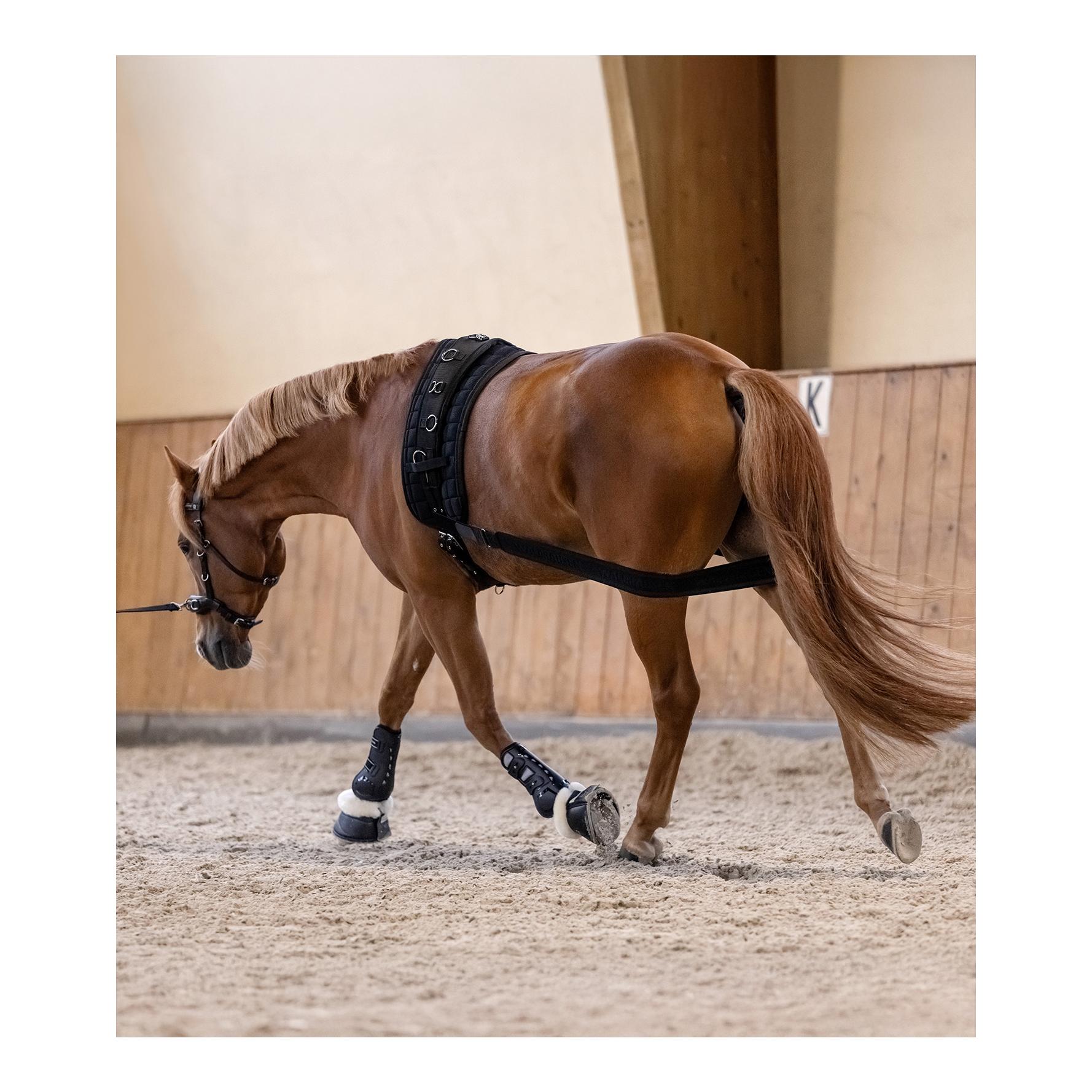 Waldhausen Körperbandage - Aktivierung der Hinterhand