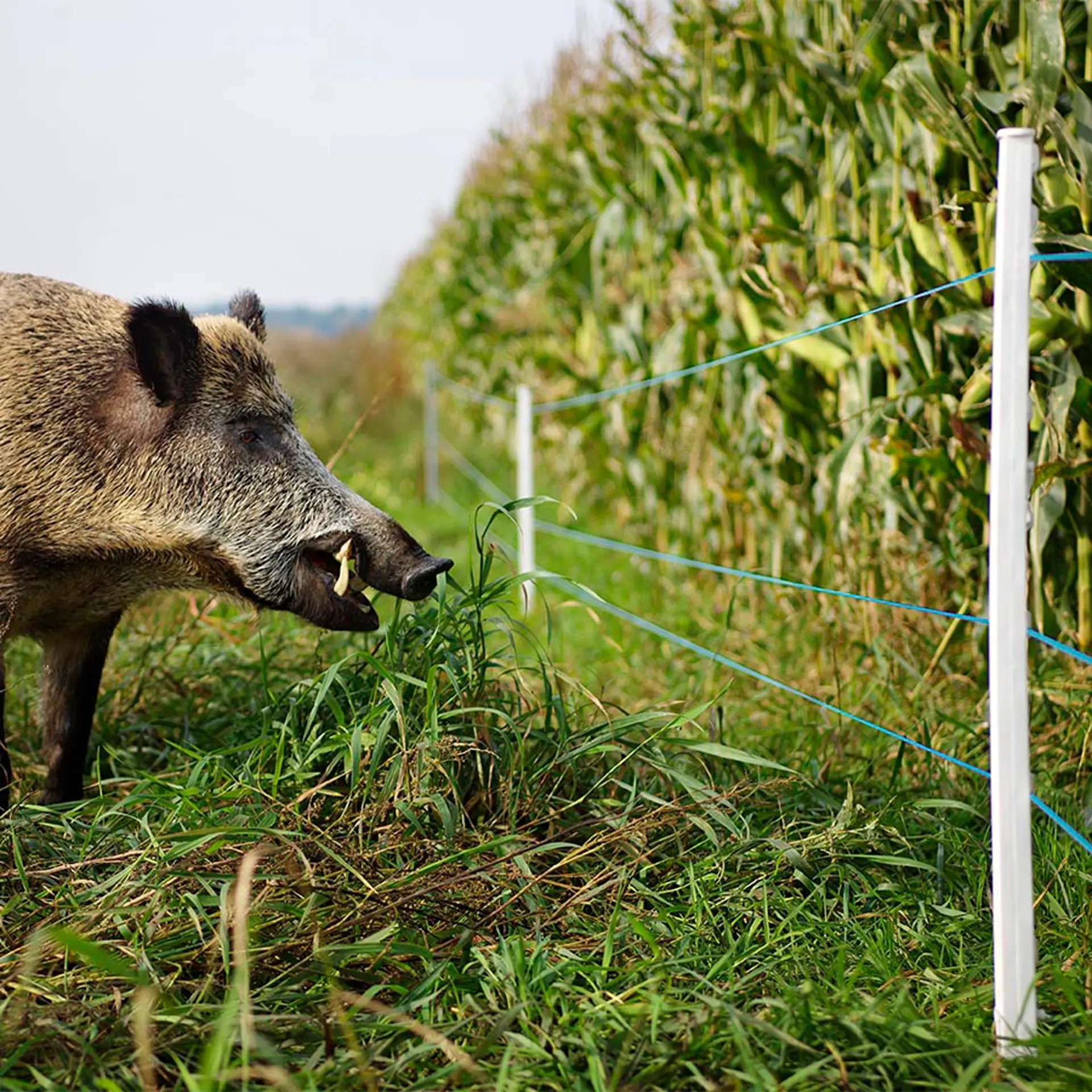 Gallagher TurboLine Litze Blau