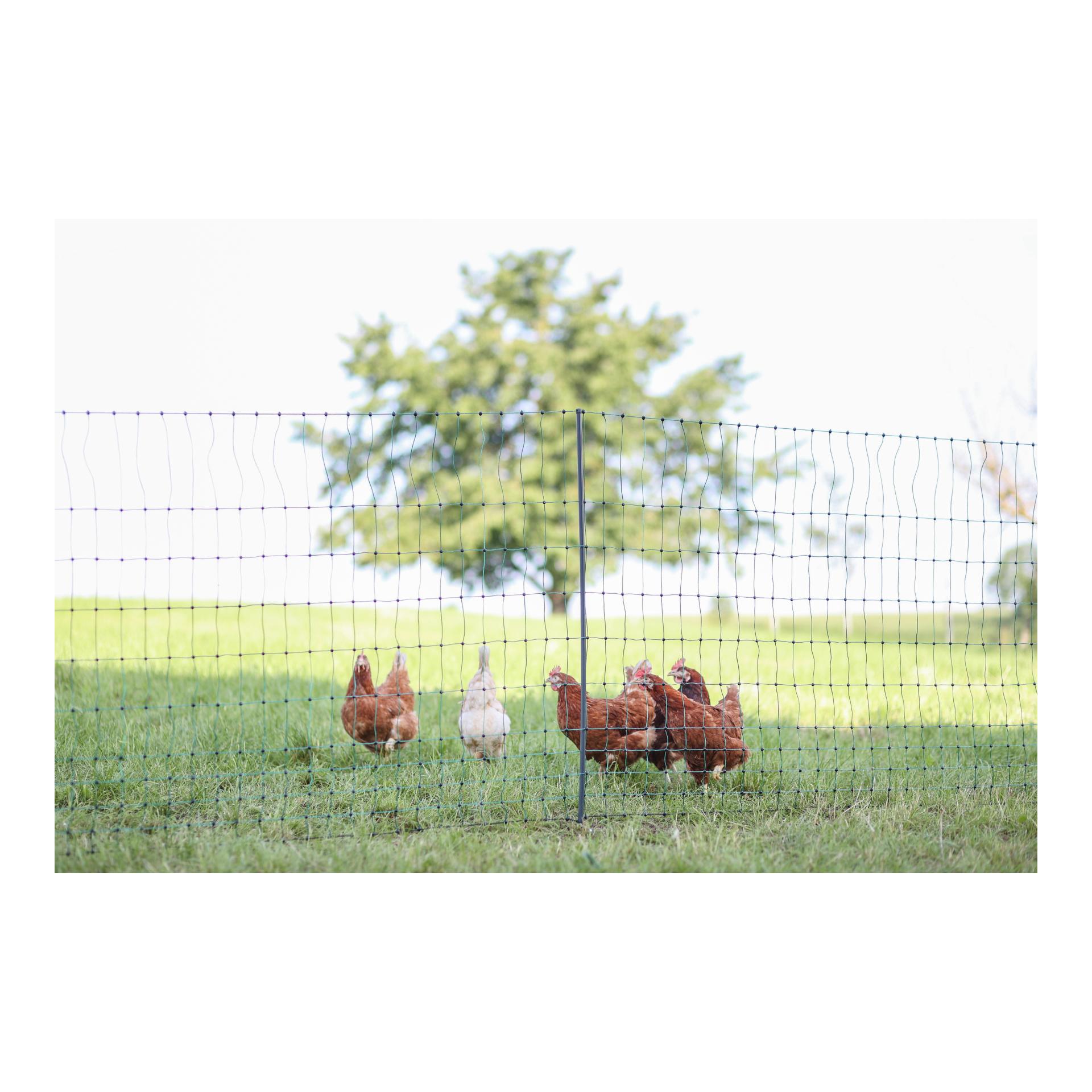 Geflügelnetz Premium - 122 cm x 50 m