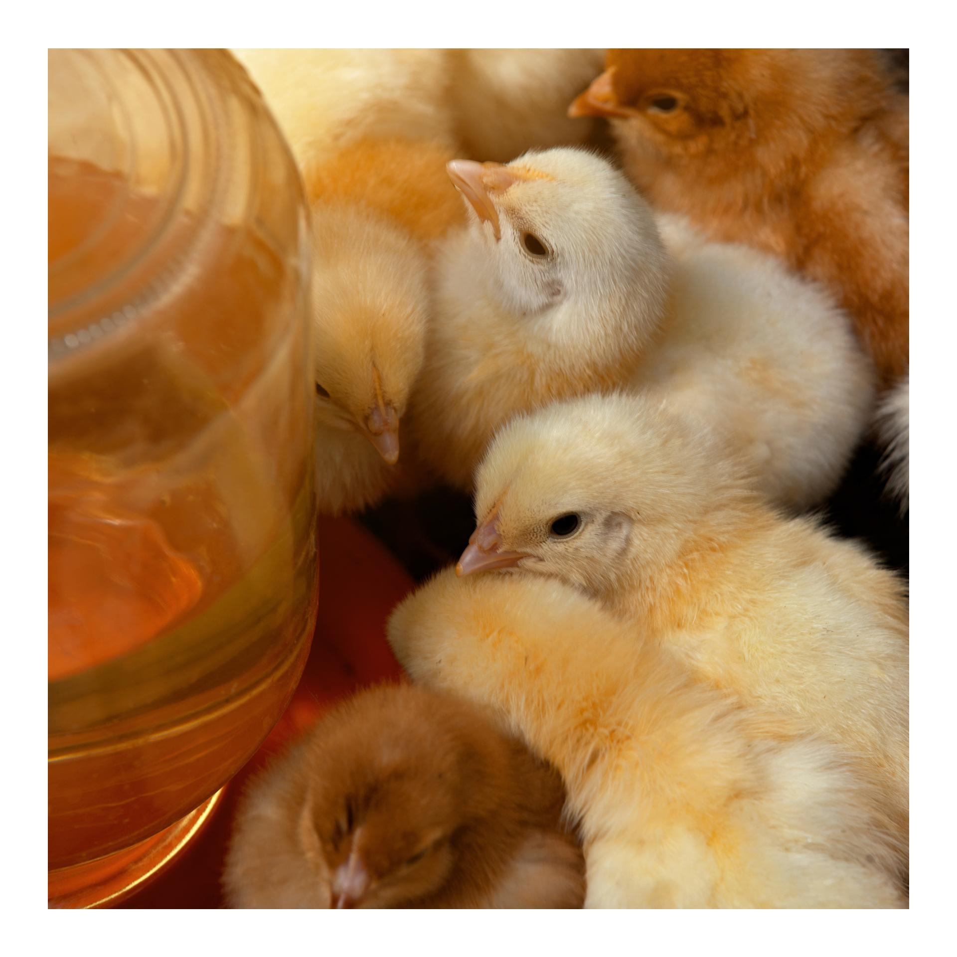 VitalBoost 4in1 - Concentré de vitamines pour des défenses immunitaires fortes