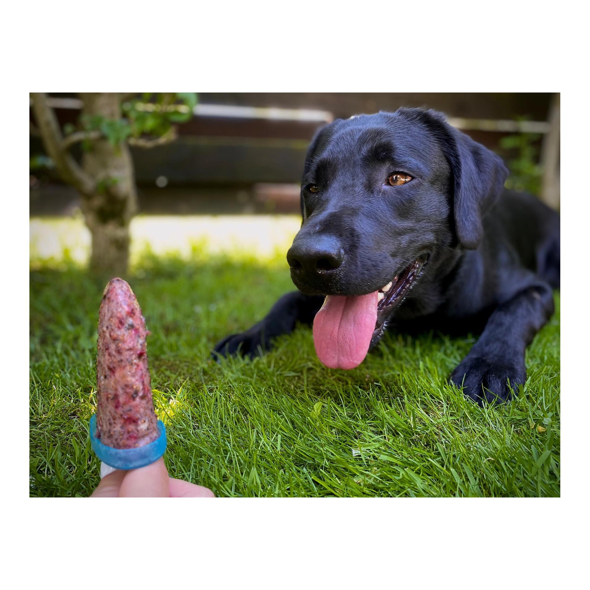 Hundeeis petGelato FrostyBerry 