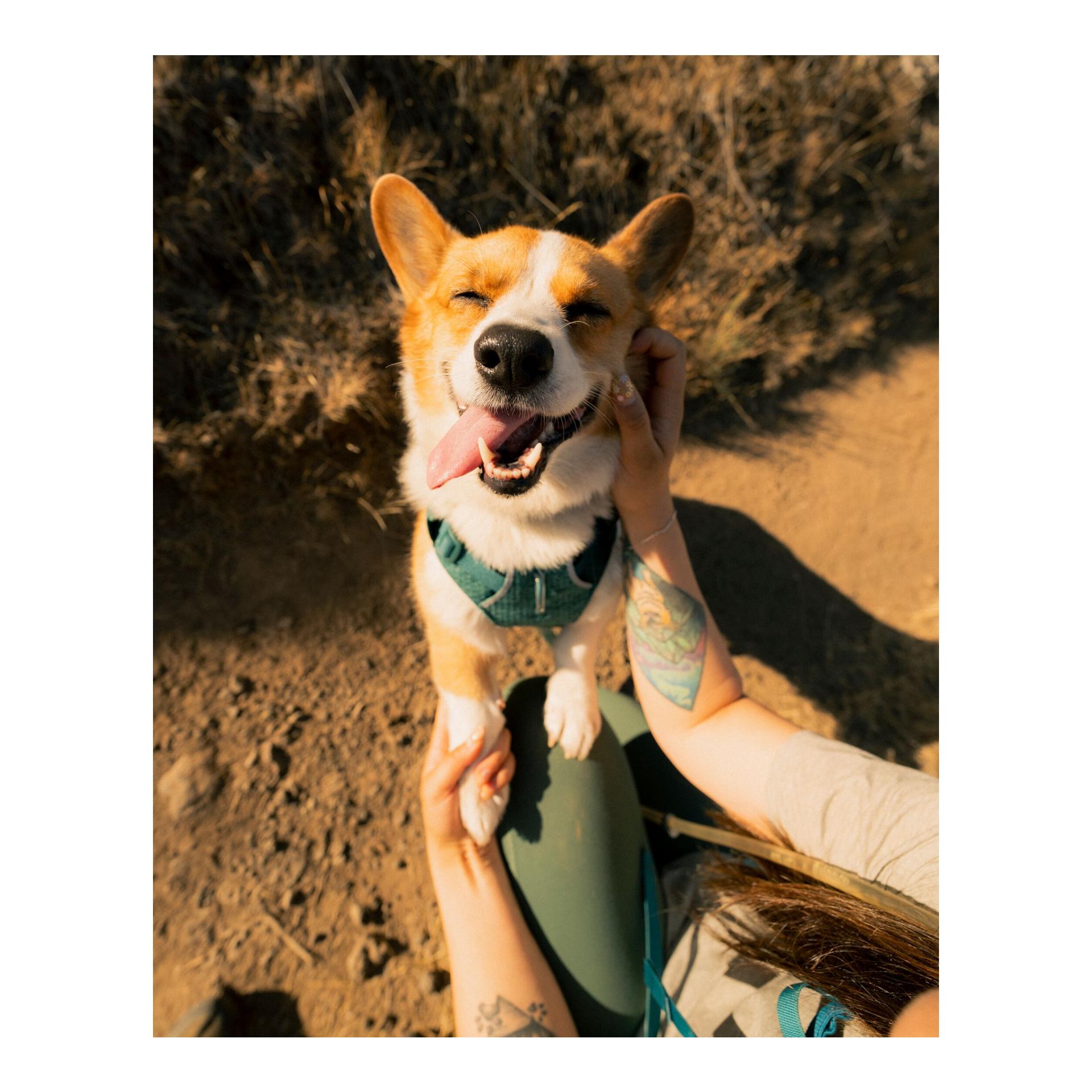 Ruffwear Front Range™ Flex Hundehalsband