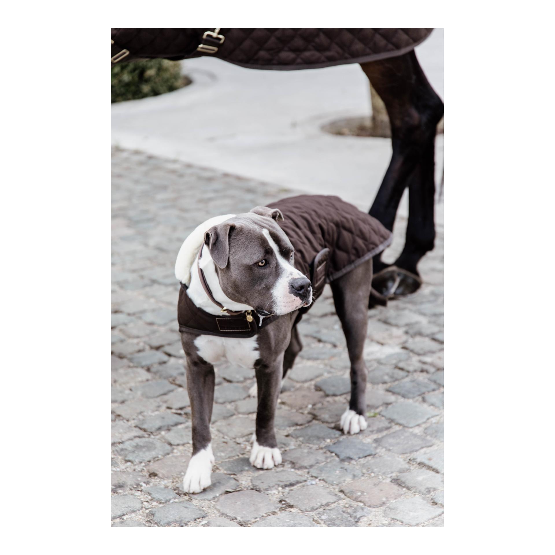 Hundemantel Original - brown