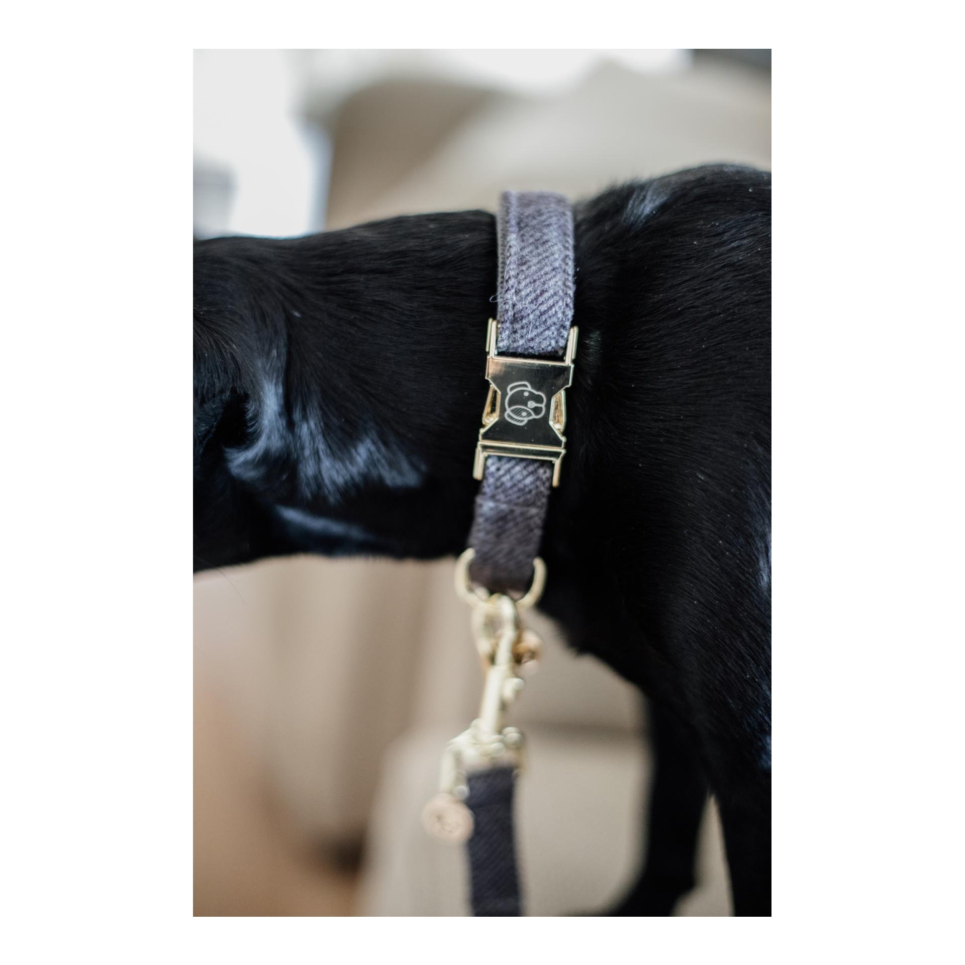 Hundehalsband Wool - grau