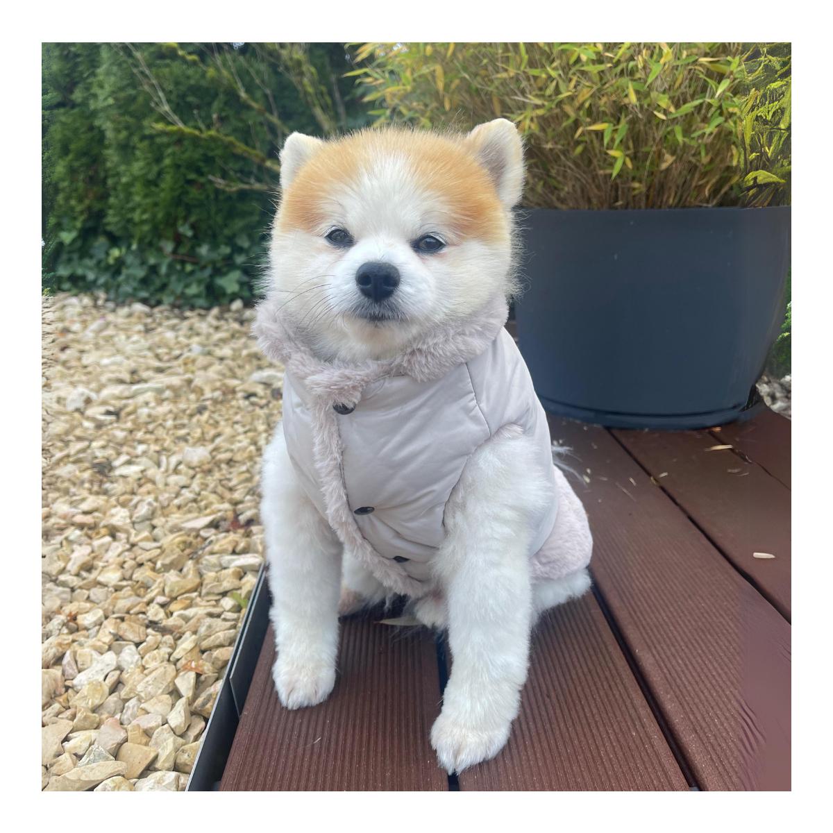 Umkehrbarer Hundemantel Chamonix 2 in 1