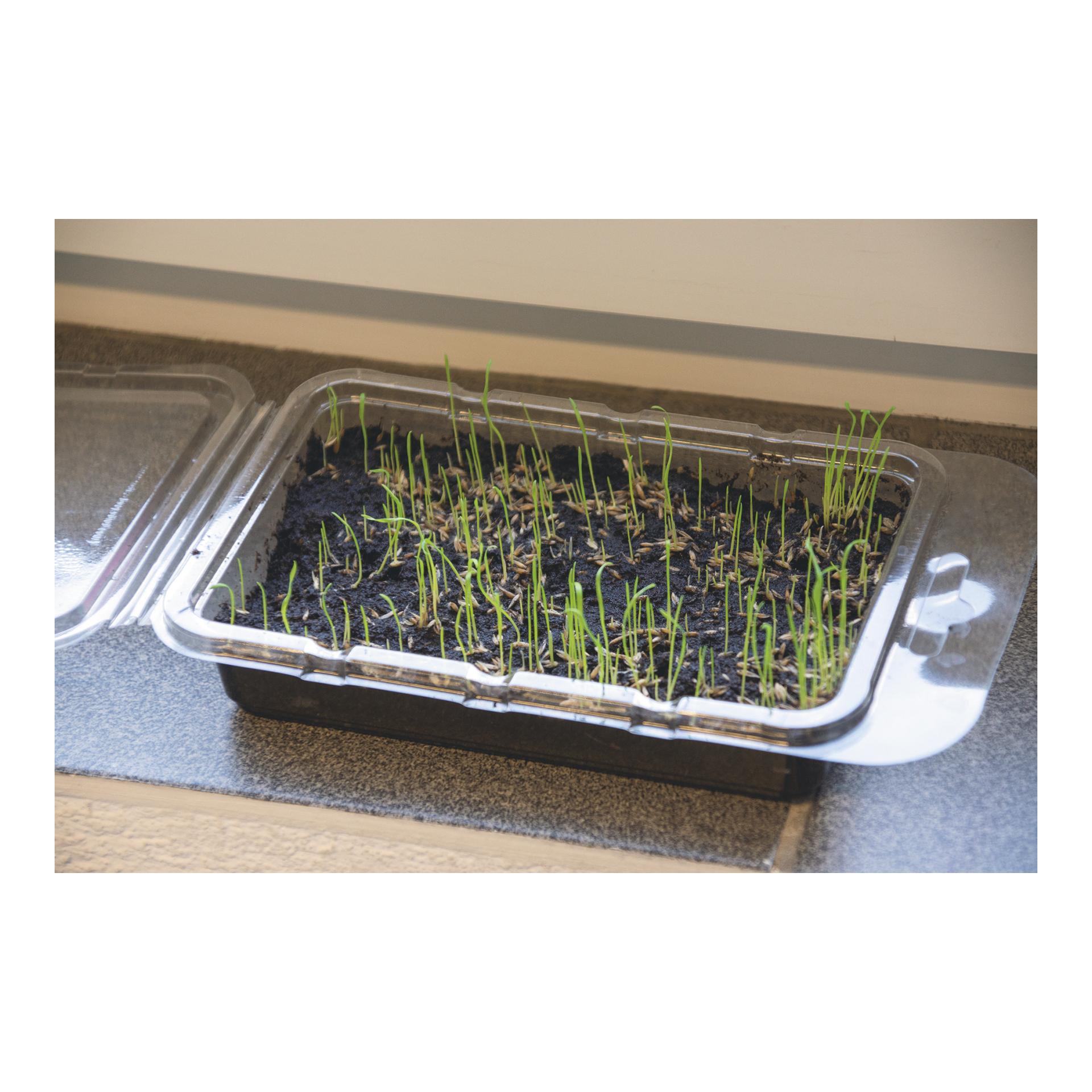 Katzengras Vital Bio