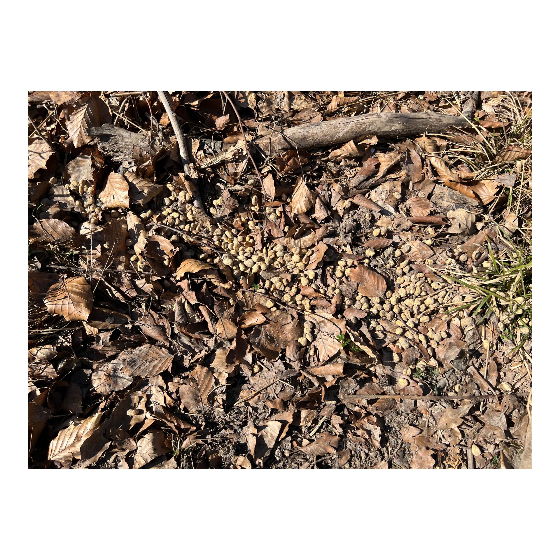 Magic Boilies Nr. 2 Topinambur/Vogelbeere