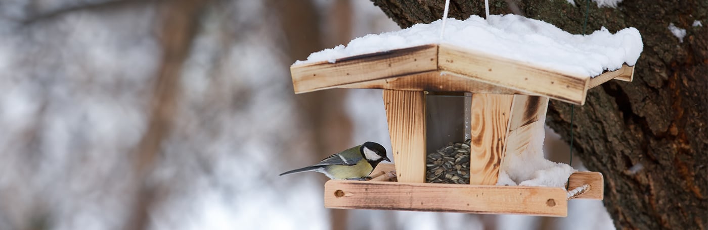 HP-Heimtier-Vogel-1400x456