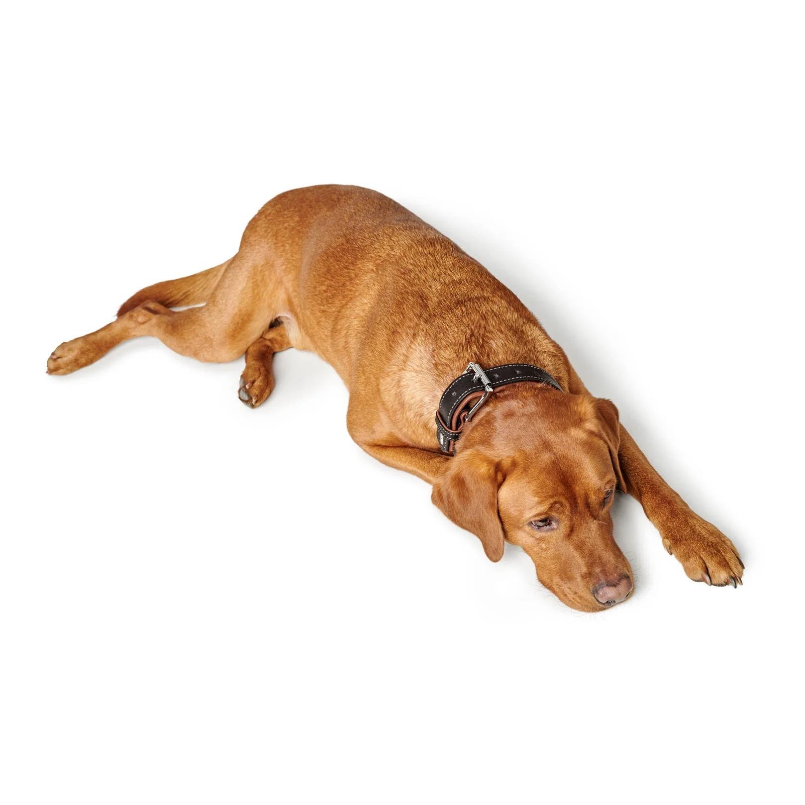 Halsband Canadian Up