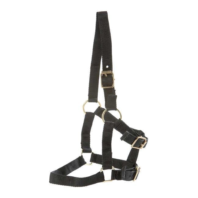 Image of Waldhausen Fohlenhalfter First Step - schwarz bei Hauptner.ch