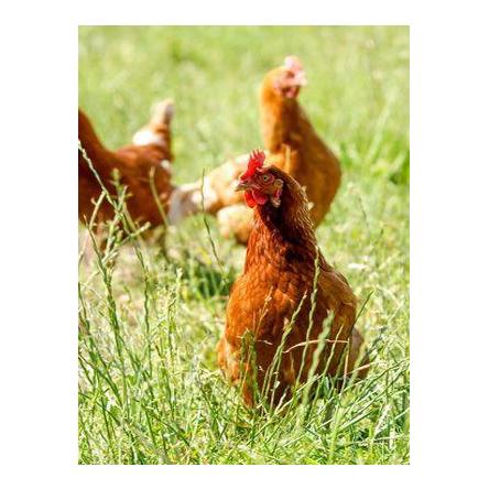 Kleintier-Wiese Saat-Mischung