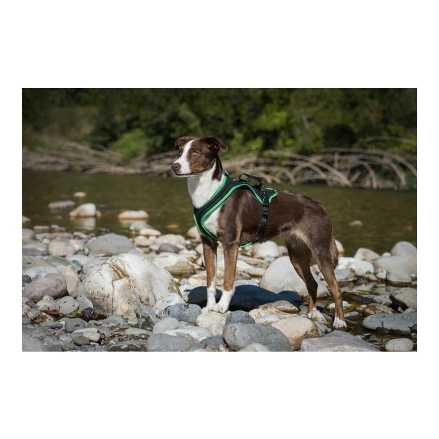 Dogs Fun Run Hundegeschirr